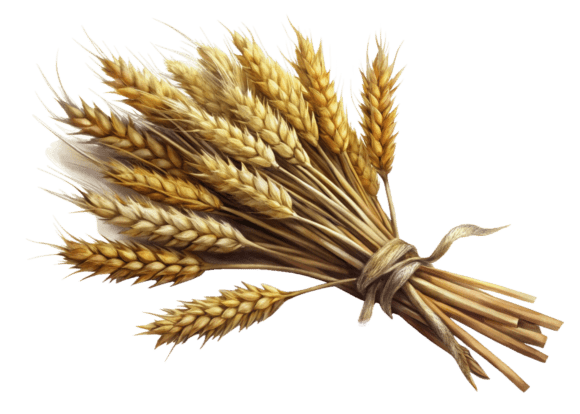 3d Sheaf of Dry Wheat Icon Design Graphics and Illustrations Review